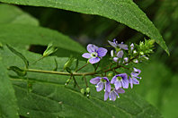 Veronica anagallis-aquatica Veronica anagallis-aquatica